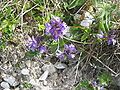 Polygala vulgaris in the dunes