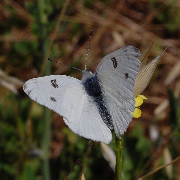 File:Pontia protodice-Male-1.jpg