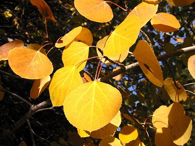 File:Populus tremuloides 8163.jpg