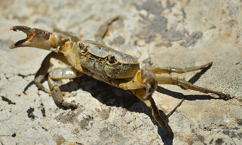 File:Potamon algeriense.jpg