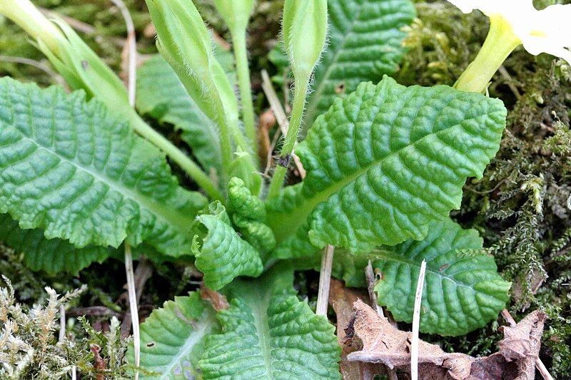 File:Primula vulgaris ENBLA02.jpg