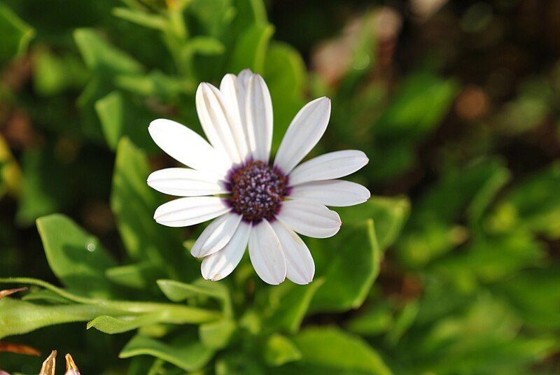 File:Purple centered flower.jpg