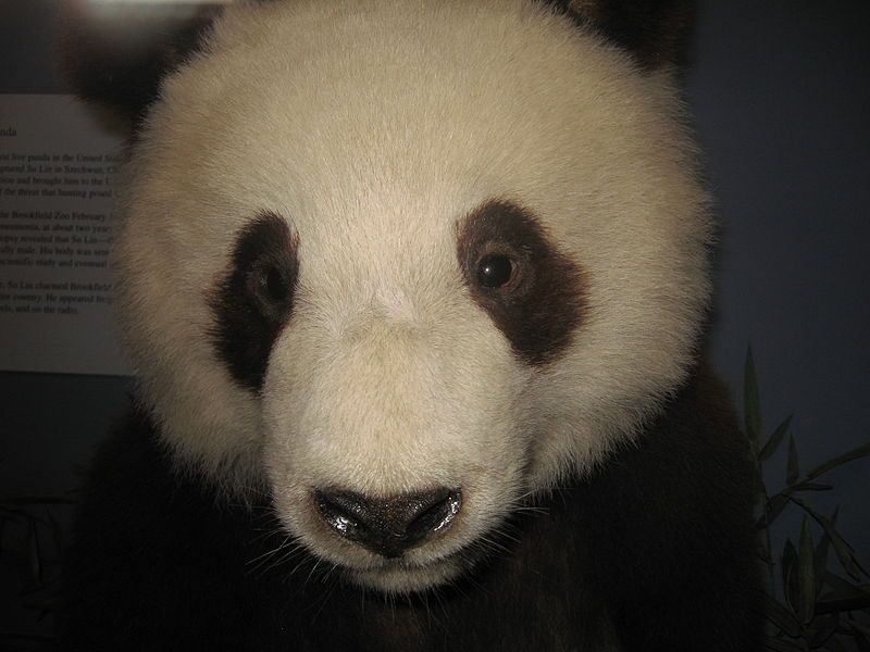 File:QinlingPanda.JPG