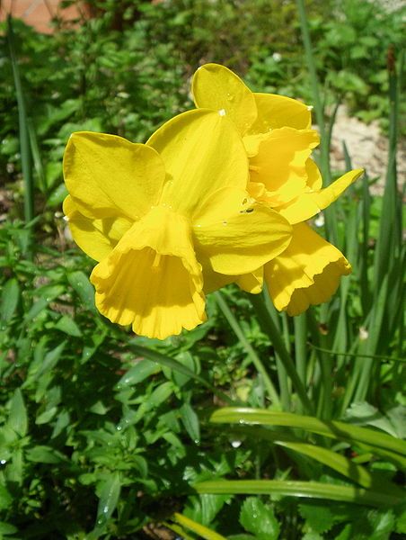 File:Quail Narcissus.jpg