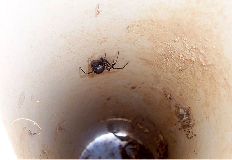 File:Redback habitat pipe.jpg