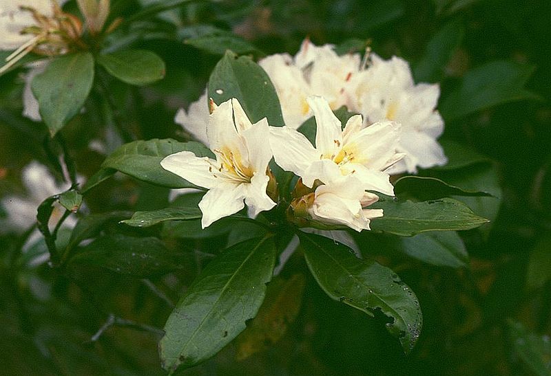 File:Rhododendron moulmainense 3.jpg