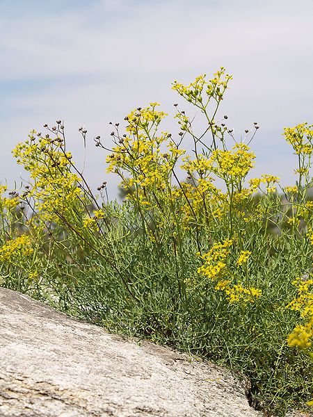 File:Ruta graveolens LC0061.jpg