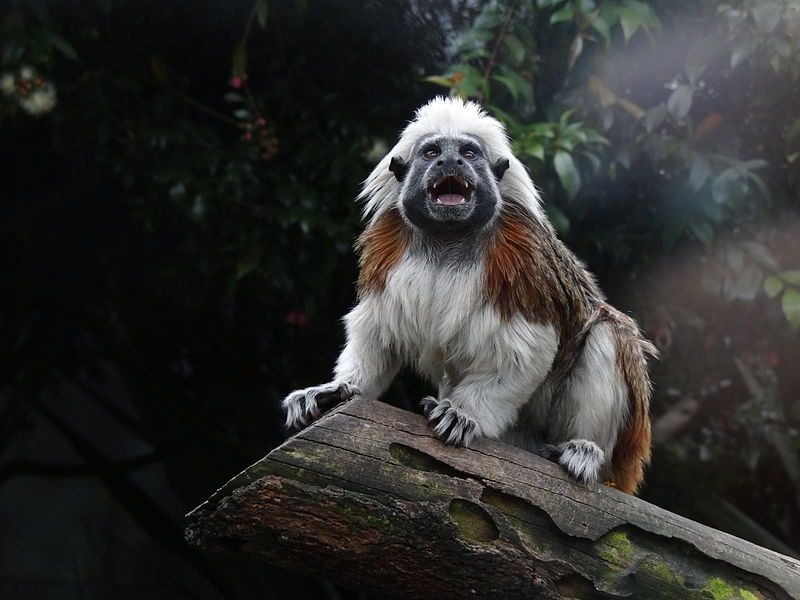 File:Saguinus oedipus4.JPG