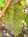 Ripe Sauvignon blanc grapes