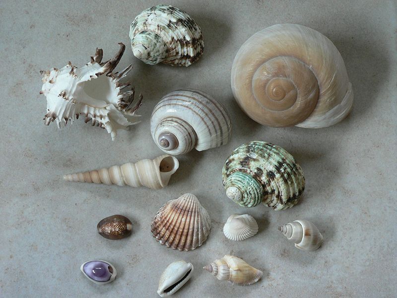 File:Shells01.jpg