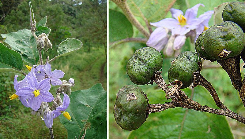 File:Solanum lanceolatum.jpg