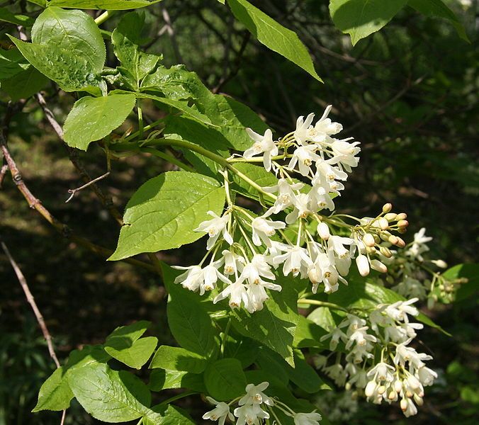 File:Staphylea colchica 01.jpg