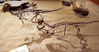 Two Stegoceras on display