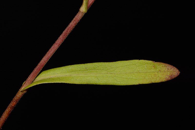 File:Symphyotrichum estesii 183196950.jpg