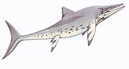 Drawing of a large dolphin-like gray marine reptile, side view