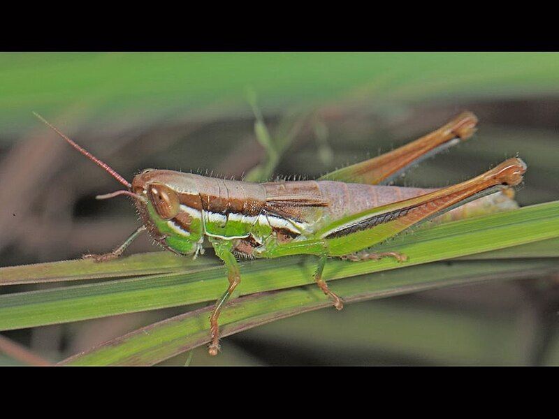 File:Tolgadia adult.jpg