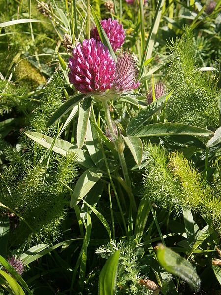 File:Trifolium alpestre 001.jpg