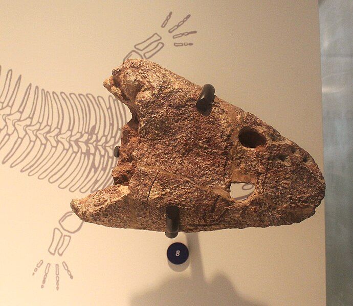 File:Trimerorhachis AMNH.jpg