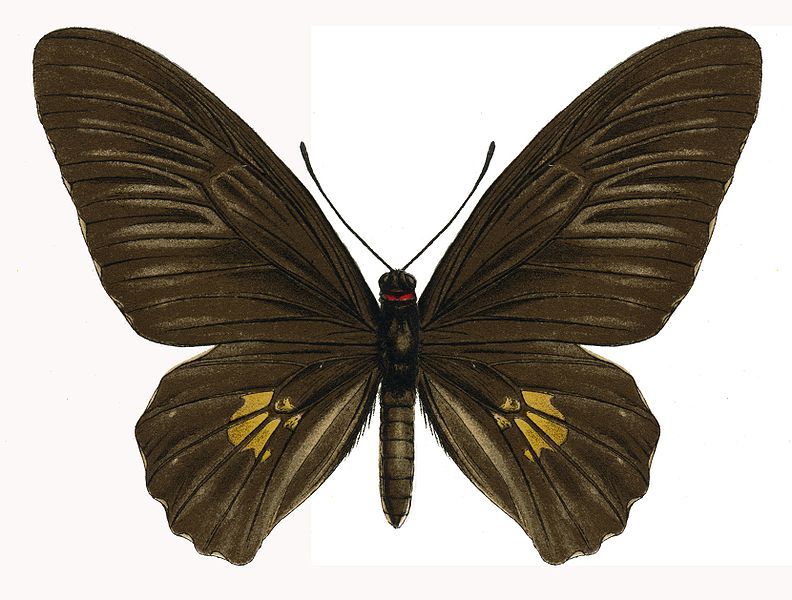 File:TroidesDohertyi female.jpg