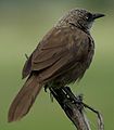 Black-lored Babbler