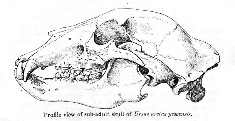 File:UssuriBearSkull.jpg