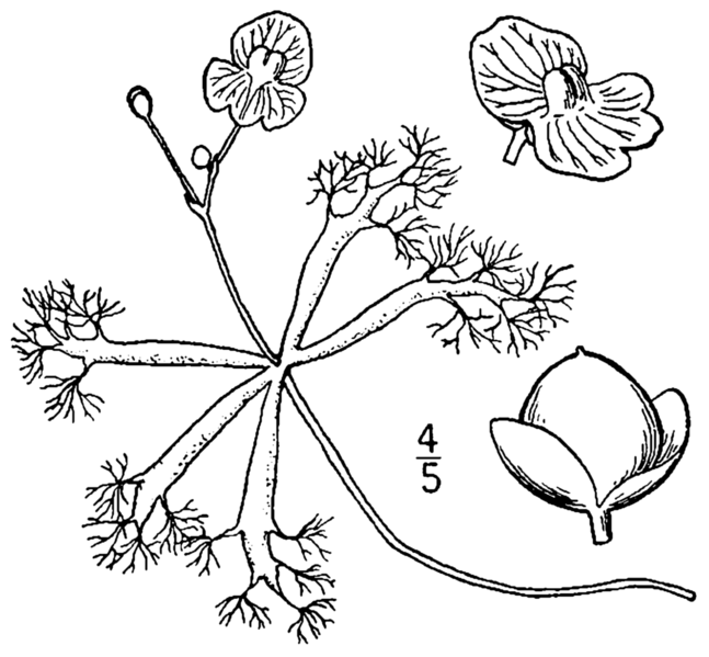 File:Utricularia radiata BB-1913.png