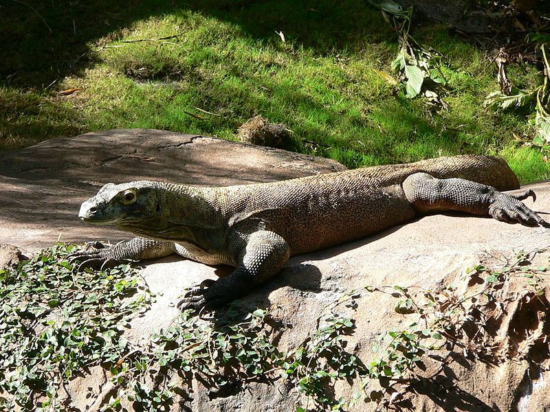 File:Varanus komodoensis1.jpg