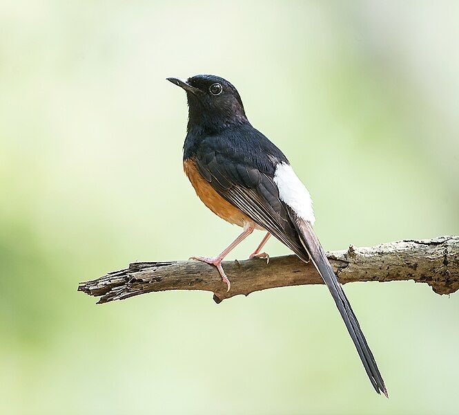 File:White-rumped Shama (14503818154).jpg