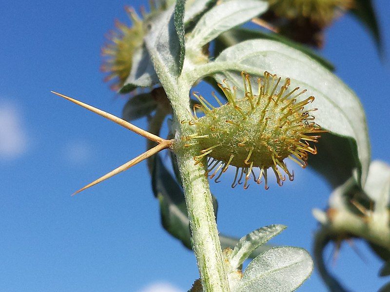 File:Xanthium spinosum sl25.jpg