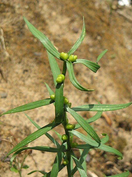 File:Young L. bulbiferum.jpg