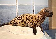 Yellow and black hooded seal