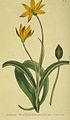 Cape tulip