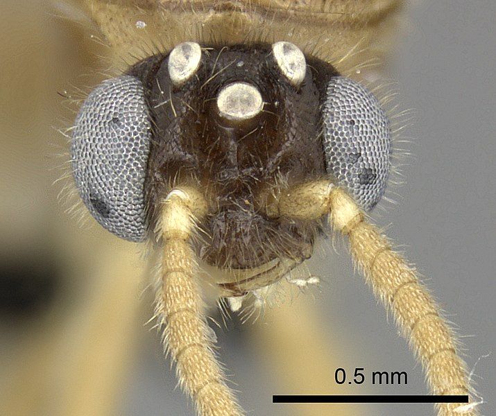 File:Adetomyrma cilium.jpg