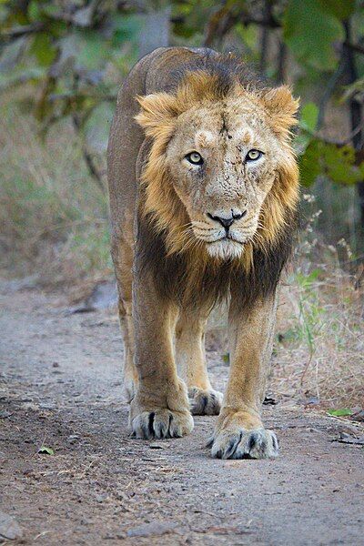 File:Adult Asiatic Lion.jpg