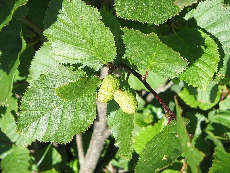 File:Alnus viridis02.jpg