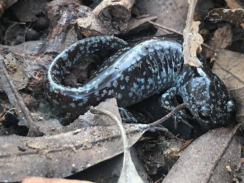 File:Ambystoma mabeei 243442264.jpg