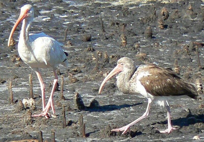 File:AmericanWhiteIbis&juv.jpg