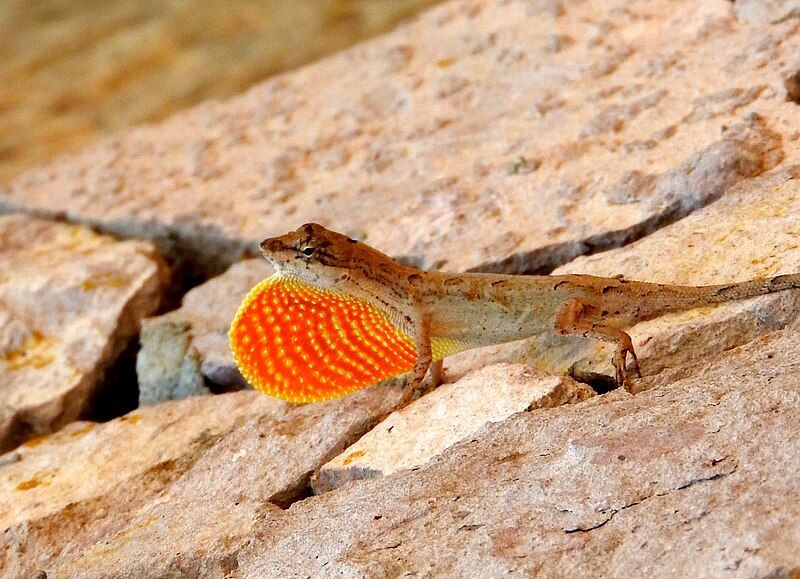 File:Anolis nebulosus 9022598.jpg