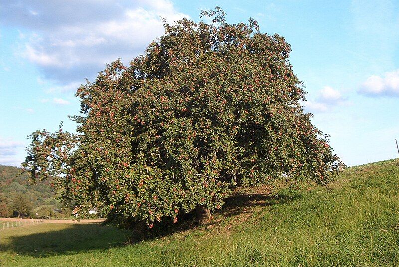 File:Apfelbaum Winterrambour Hochstamm.jpg