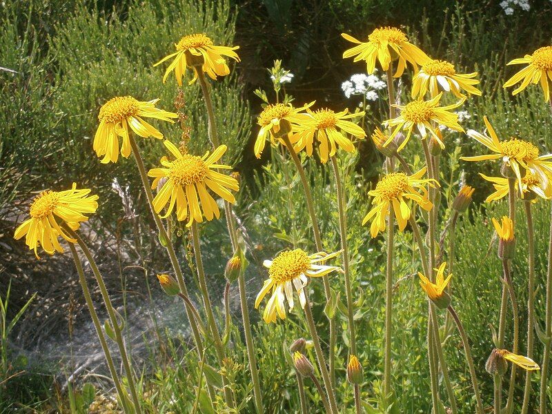 File:Arnica montana Aubrac.JPG