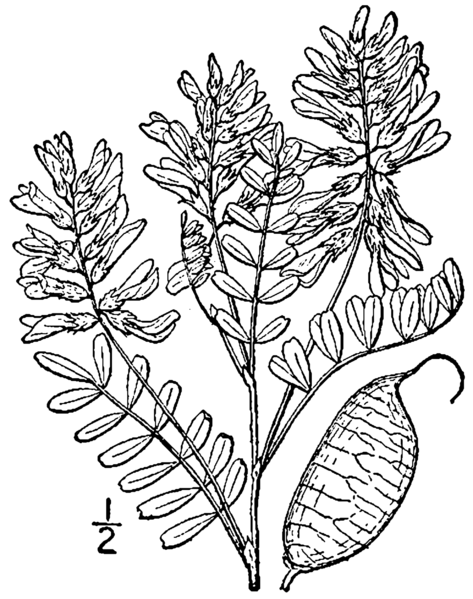 File:Astragalus neglectus BB-1913.png