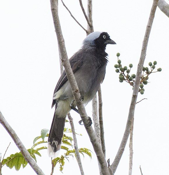 File:Azure-naped Jay.jpg