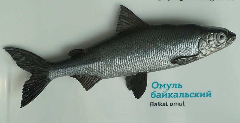 File:Baikal omul.jpg