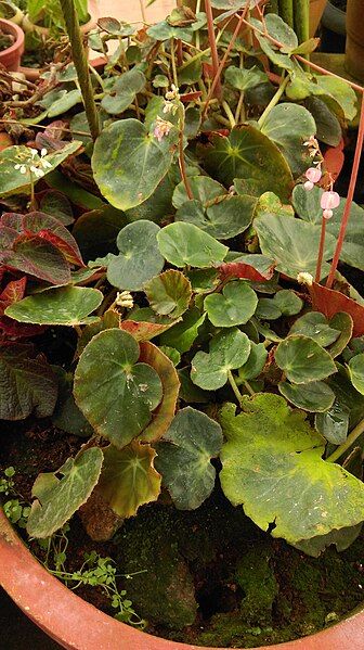 File:Begonia 0.jpg