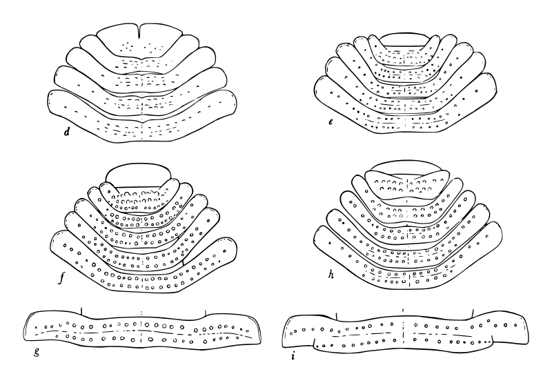 File:Brachycybe comparison.svg