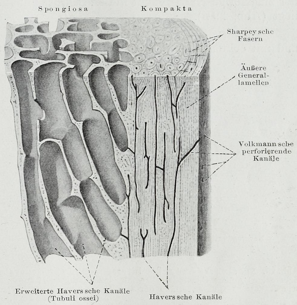 File:Braus 1921 28.png