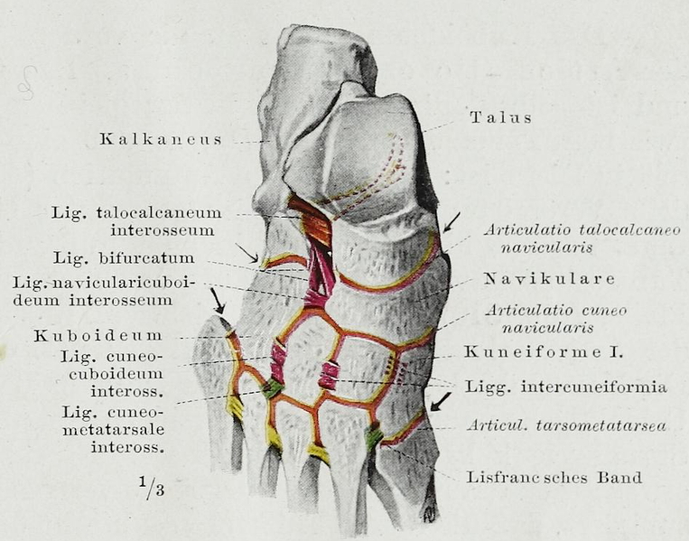 File:Braus 1921 310.png