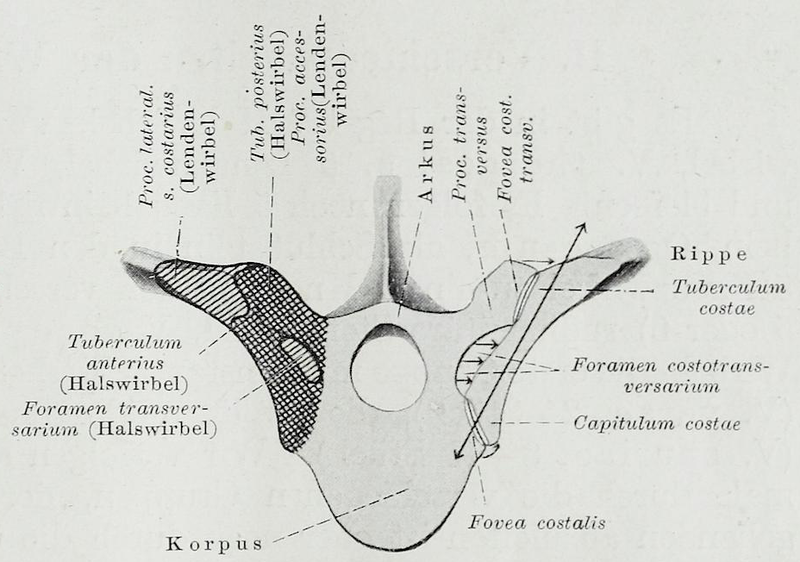 File:Braus 1921 46.png