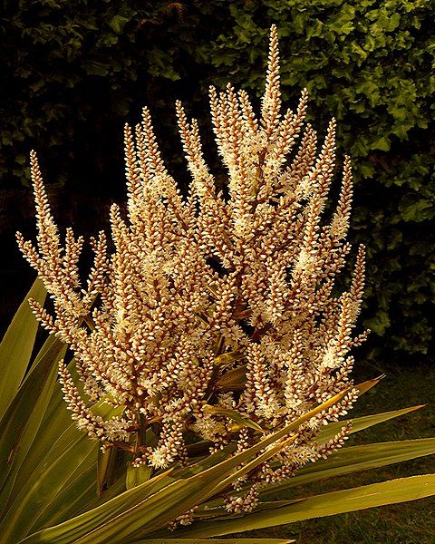 File:Cabbage Tree Flowers.jpg