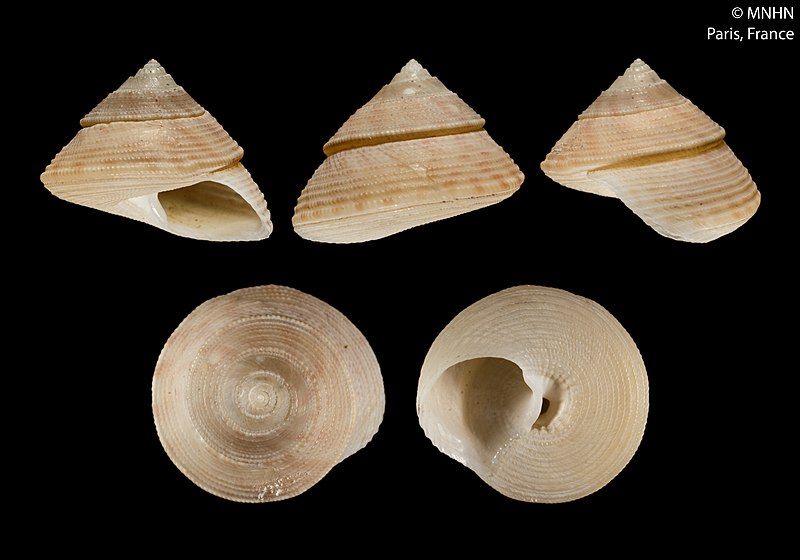 File:Calliostoma mariae (MNHN-IM-2000-5358).jpeg